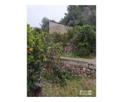 Finca Rústica Alzira