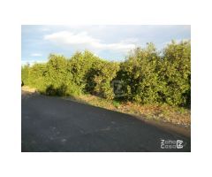 Finca Rústica Alzira