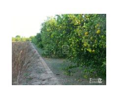 Finca Rústica Alzira