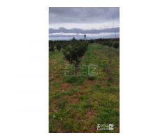Finca Rústica Alzira