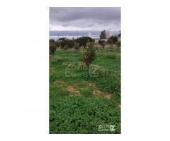Finca Rústica Alzira