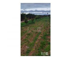 Finca Rústica Alzira