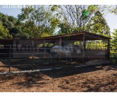 Finca de tres hectáreas con licencia de hípica y cría caballar a la venta en