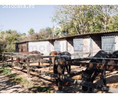 Finca de tres hectáreas con licencia de hípica y cría caballar a la venta en