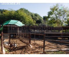 Finca de tres hectáreas con licencia de hípica y cría caballar a la venta en