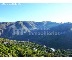 Finca de aguacate y mangos en producción