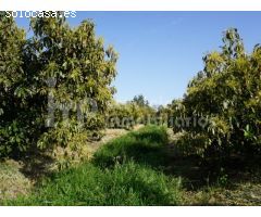Finca regadío de aguacates en producción