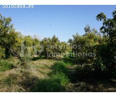 Finca regadío de aguacates en producción