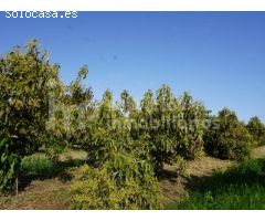 Finca regadío de aguacates en producción