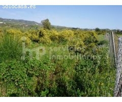 Finca regadío de aguacates en producción