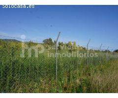 Finca regadío de aguacates en producción