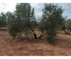 Finca de 300 hectáreas con 37.000 olivos en Jaén