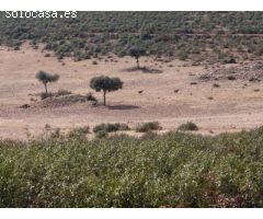 Finca de 640 hectáreas de caza mayor y menor en Puertollano