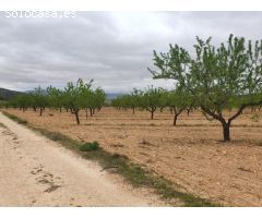Finca de 148 hectáreas almendros, ecológico, regadío, caserío en la provincia de
