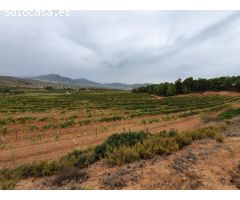 Finca de 40 hectáreas caserío, viñedos y olivar en Comunidad Valenciana