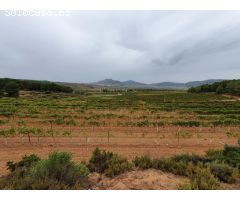 Finca de 40 hectáreas caserío, viñedos y olivar en Comunidad Valenciana