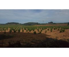 Finca de 40 hectáreas caserío, viñedos y olivar en Comunidad Valenciana