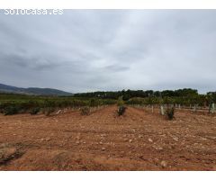 Finca de 40 hectáreas caserío, viñedos y olivar en Comunidad Valenciana