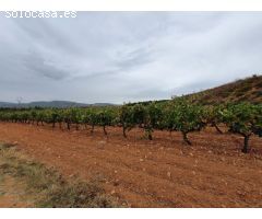 Finca de 40 hectáreas caserío, viñedos y olivar en Comunidad Valenciana