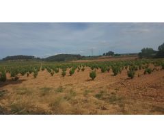 Finca de 40 hectáreas caserío, viñedos y olivar en Comunidad Valenciana