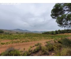 Finca de 40 hectáreas caserío, viñedos y olivar en Comunidad Valenciana