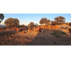 Finca de 1200 hectáreas agrícola y ganadera en Jaén