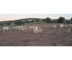 Finca de 1200 hectáreas agrícola y ganadera en Jaén