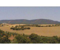 Finca de 1718 hectáreas de regadío, tradicional, intensivo y súper intensivo en