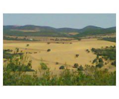 Finca de 1718 hectáreas de regadío, tradicional, intensivo y súper intensivo en