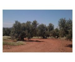 Finca de 1718 hectáreas de regadío, tradicional, intensivo y súper intensivo en