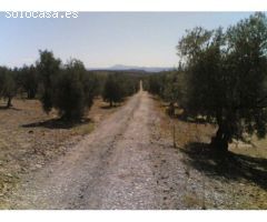 Finca de 1718 hectáreas de regadío, tradicional, intensivo y súper intensivo en