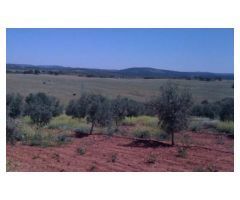 Finca de 1718 hectáreas de regadío, tradicional, intensivo y súper intensivo en