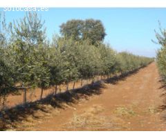 Finca de 1718 hectáreas de regadío, tradicional, intensivo y súper intensivo en