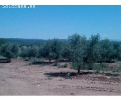 Finca de 1718 hectáreas de regadío, tradicional, intensivo y súper intensivo en