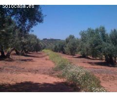 Finca de 1718 hectáreas de regadío, tradicional, intensivo y súper intensivo en