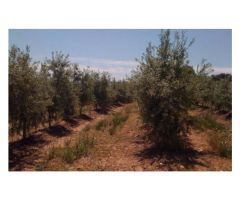 Finca de 1718 hectáreas de regadío, tradicional, intensivo y súper intensivo en