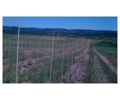 Finca de 1718 hectáreas de regadío, tradicional, intensivo y súper intensivo en