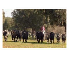 Finca de 1718 hectáreas de regadío, tradicional, intensivo y súper intensivo en