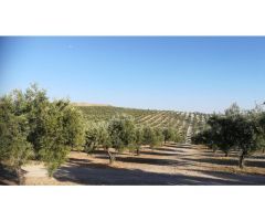 Finca de 1001 hectáreas de olivos, viñedos, almazara, bodega y restaurante en