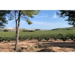 Alquiler y venta fincas cítricos y frutales en Murcia