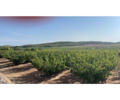 Alquiler y venta fincas cítricos y frutales en Murcia