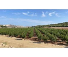 Alquiler y venta fincas cítricos y frutales en Murcia