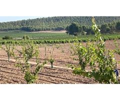 Alquiler y venta fincas cítricos y frutales en Murcia