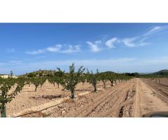 Alquiler y venta fincas cítricos y frutales en Murcia