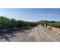Alquiler y venta fincas cítricos y frutales en Murcia