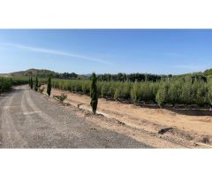 Alquiler y venta fincas cítricos y frutales en Murcia