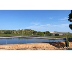 Alquiler y venta fincas cítricos y frutales en Murcia