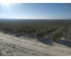 Finca 898 hectáreas en Jaén