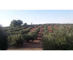 Finca en venta con olivos en Jaén