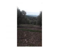 Finca en venta con olivos en Jaén